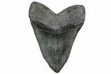 Huge Fossil Megalodon Tooth - South Carolina #324264-2